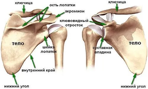 лікувати артроз плеча