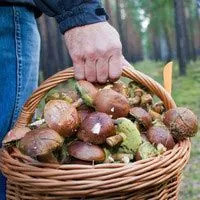 Отруєння грибами ніж лікувати отруєння грибами