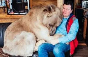 ведмежа жовч застосування дозування