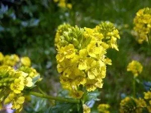вилікувати безпліддя народними засобами