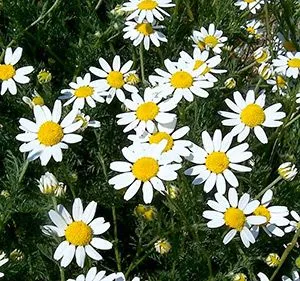 як лікувати фарингіт народними методами