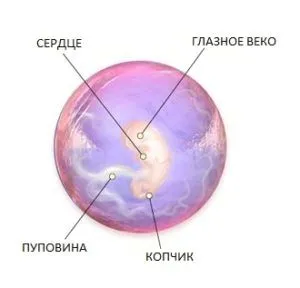 як лікувати гіпоплазію нирки