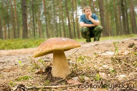 Отруєння грибами отруєння грибами симптоми ознаки лікування перша допомога