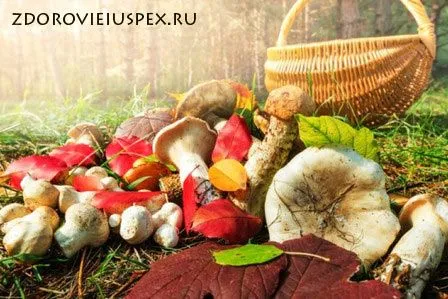 Отруєння грибами ніж лікувати отруєння грибами