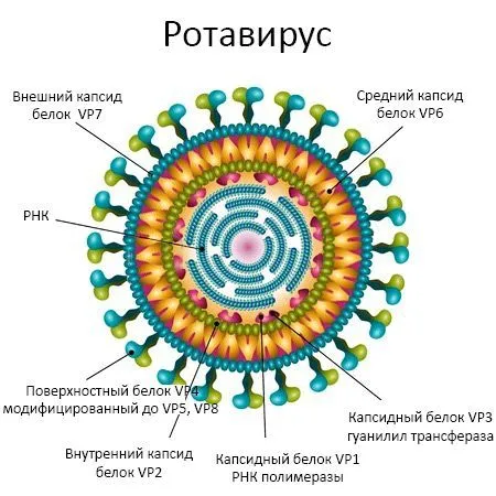 як лікувати кишковий грип народними засобами