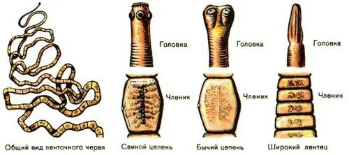 стрічкові глисти у людини лікування і симптоми
