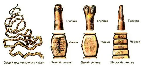 швидко вилікувати стрічкові глисти