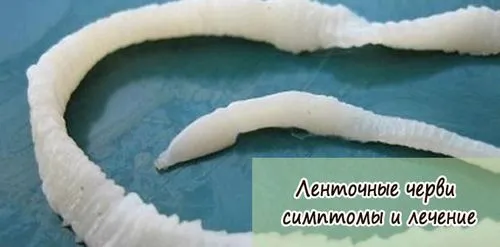 швидко вилікувати стрічкові глисти