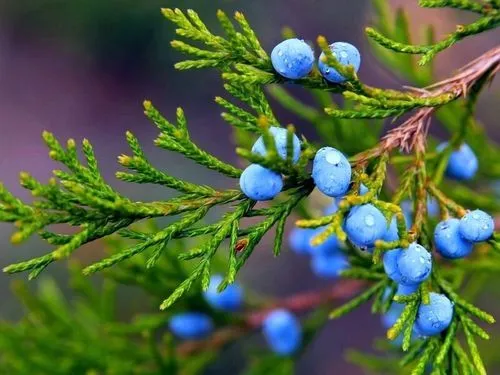 як лікувати коросту у людини