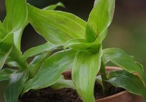 золотий вус лікувальні властивості настоянка
