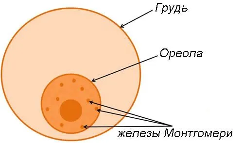 як вилікувати мозоль на соску