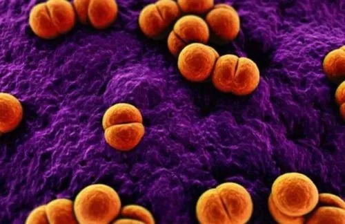 хронічний нежить хронічний гайморит риніт хронічний тонзиліт синусит протаргол колларгол народні засоби