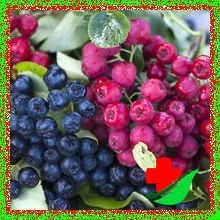 плід