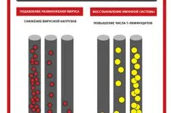 органи кровотворення