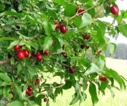 як лікувати геморой кизилом
