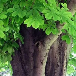 як лікувати венозний дерматит