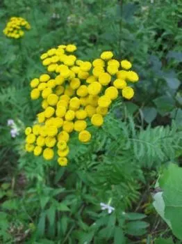як можна вилікувати епілепсію в домашніх умовах