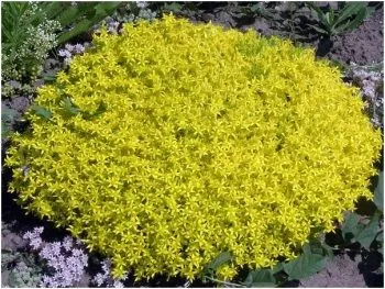 як можна вилікувати епілепсію в домашніх умовах