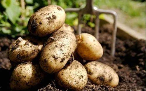 як лікувати геморой сирою картоплею