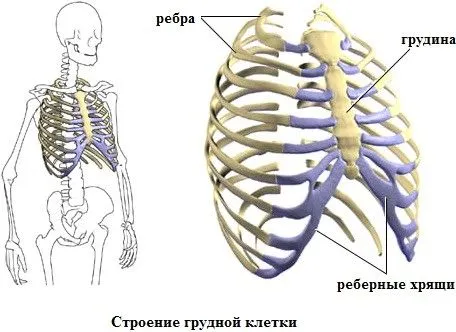 як лікувати хондроз лопатки