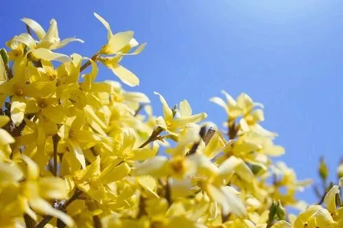 20 Корисних порад при алергії як лікувати весняну алергію