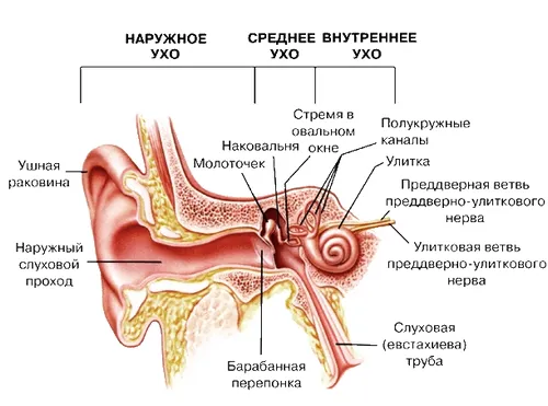як лікувати вуха від грибка