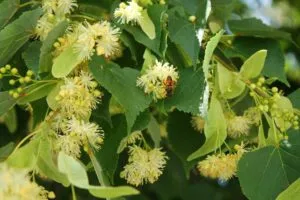 Nicotiana alata fotó, egyre nagyobb a mag, ültetés és gondozás