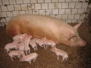Fermele de porci în special reproducere și de îngrijire - celhozportal