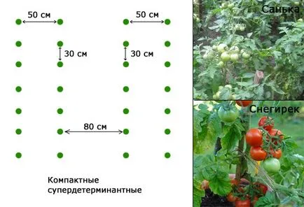 Схема засаждане домати в оранжерия 3 х 6 м