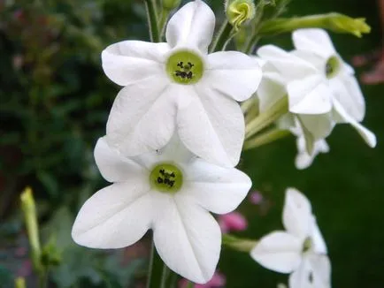 Nicotiana alata fotó, egyre nagyobb a mag, ültetés és gondozás