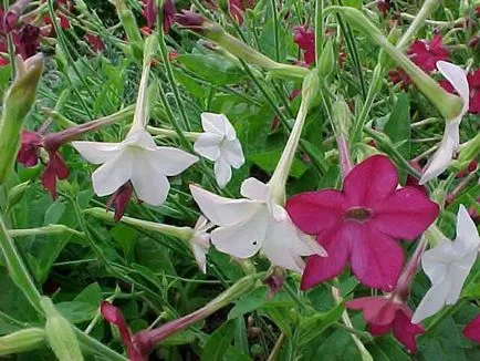 Nicotiana alata fotó, egyre nagyobb a mag, ültetés és gondozás