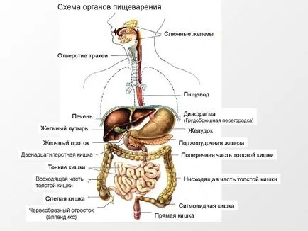 Схема човешки храносмилателната система е подробна структура