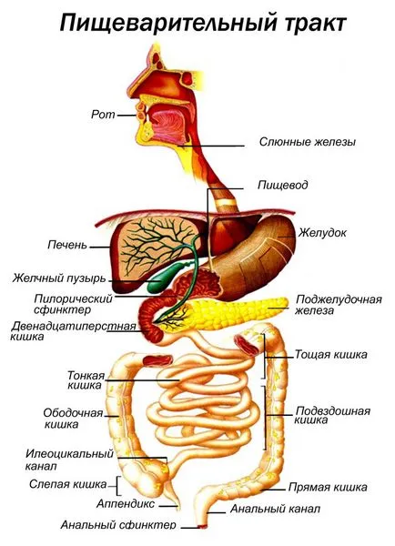 Схема човешки храносмилателната система е подробна структура