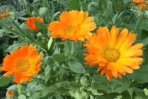 як лікувати лімфовузли під пахвами