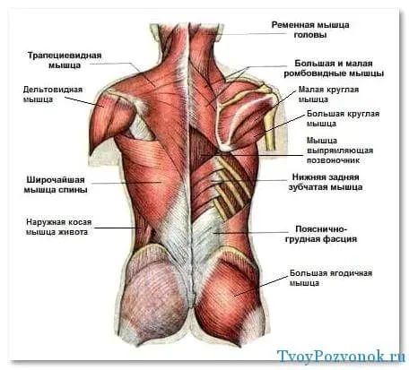 розтягнення м'язів спини симптоми лікування що робити ніж лікувати