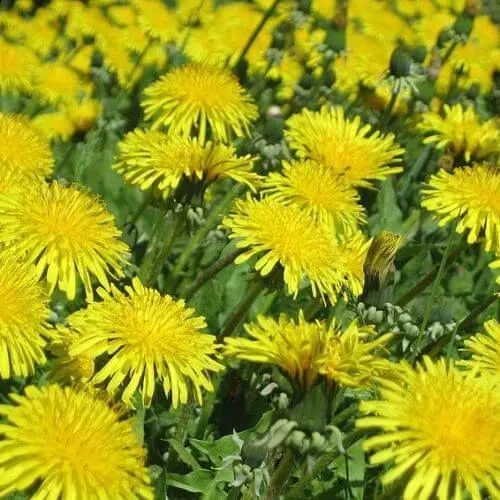 як лікувати цироз печінки народними засобами