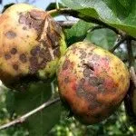 Хвороби яблунь лікувати чорний рак яблунь