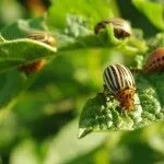 Хвороби яблунь лікувати чорний рак яблунь
