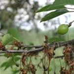 Хвороби яблунь лікувати чорний рак яблунь