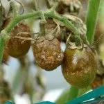 Хвороби яблунь лікувати чорний рак яблунь