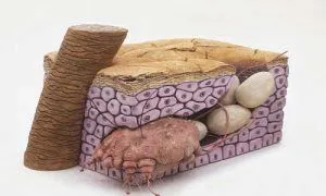 короста між ніг у чоловіків