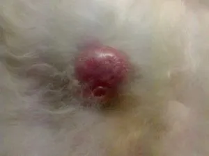 мастит у кішки