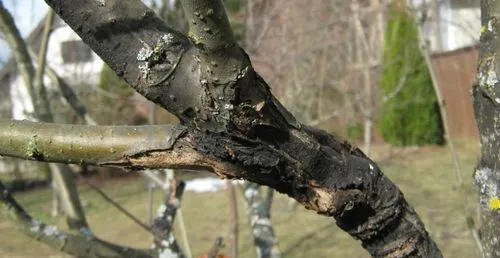 Хвороби яблунь лікувати чорний рак яблунь