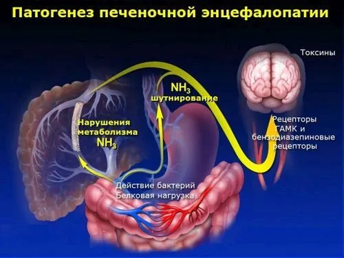 як лікувати печінку після алкоголю