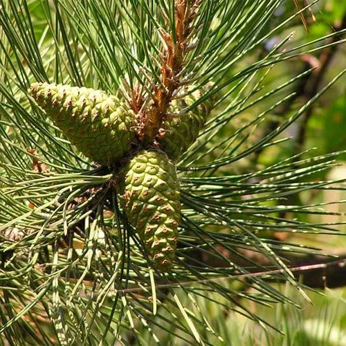 як лікувати інсульт з паралізацією лівого боку