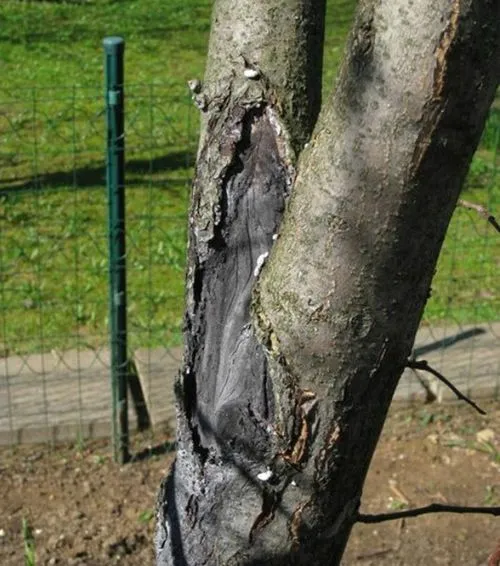 Хвороби яблунь лікувати чорний рак яблунь