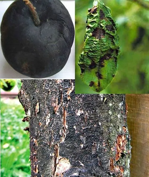 Хвороби яблунь лікувати чорний рак яблунь