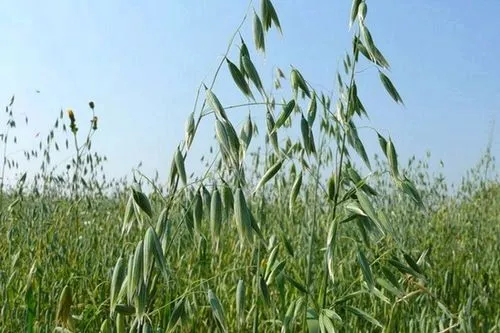 Вилікувати суглоби допоможе овес як лікувати суглоби вівсом