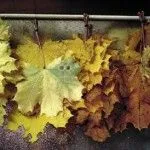 як лікувати суглоби кленовим листям
