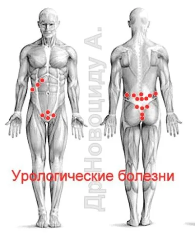 лікувати печінку п'явками